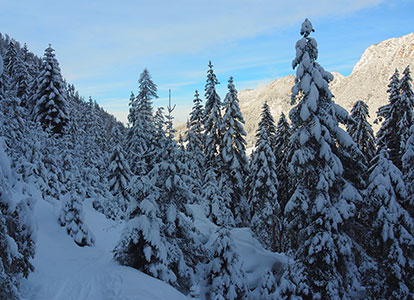 Nigerwald